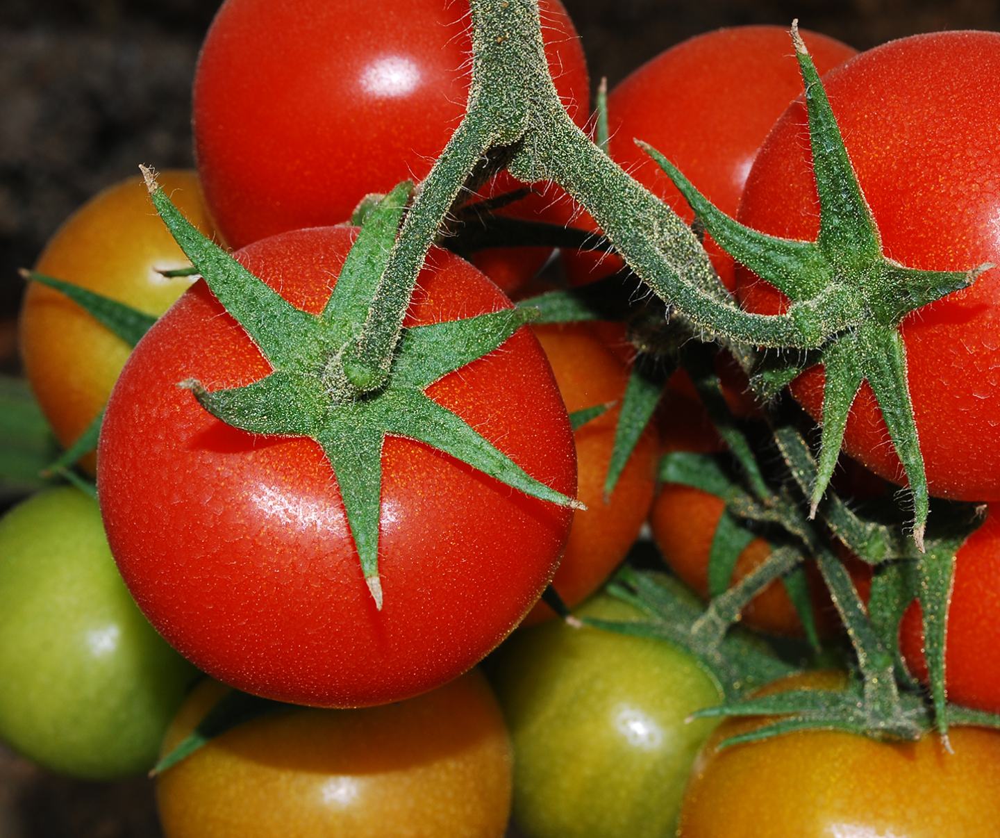 Tomate