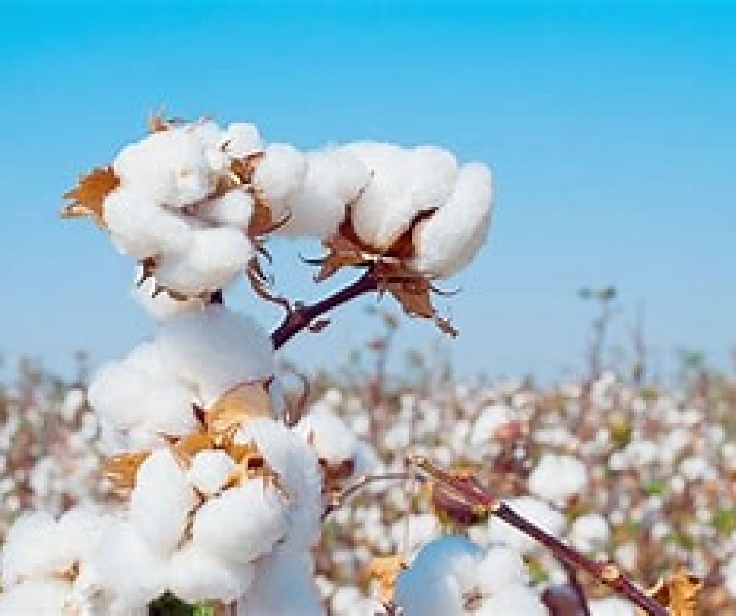 Image du coton