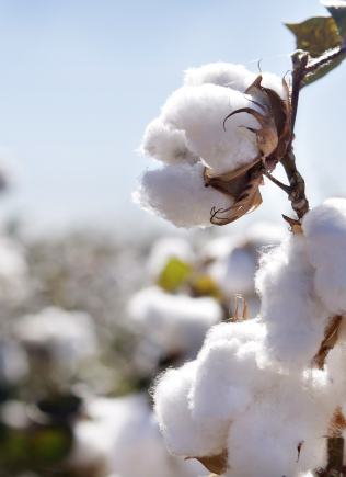 Coton