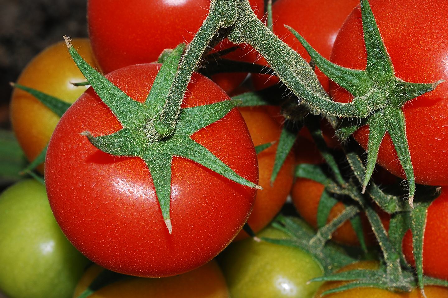 Tomate