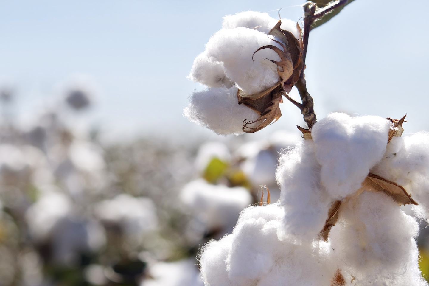 Coton