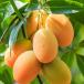 Mangue