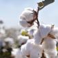 Coton