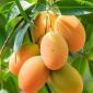 Mangue