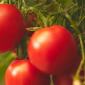 Tomate