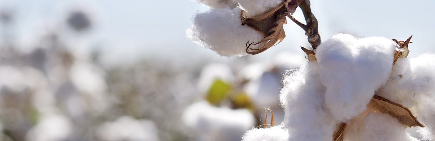 Coton