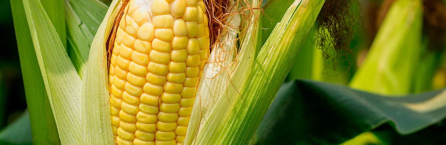 Maize