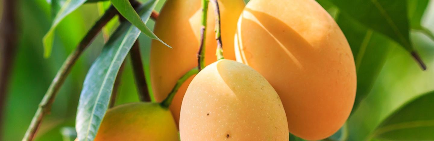 Mangue