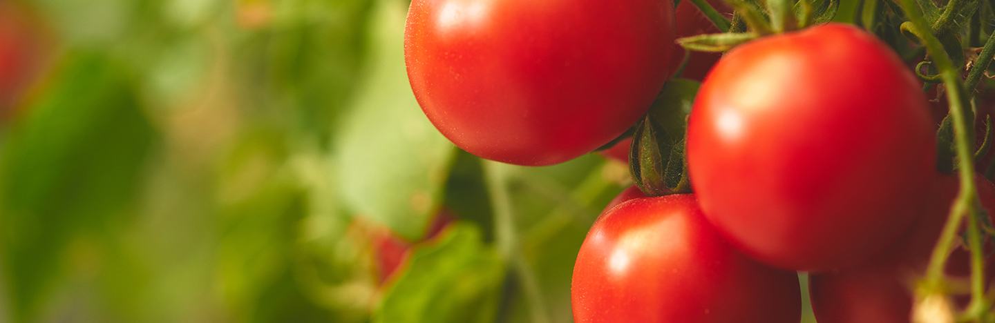 Tomate